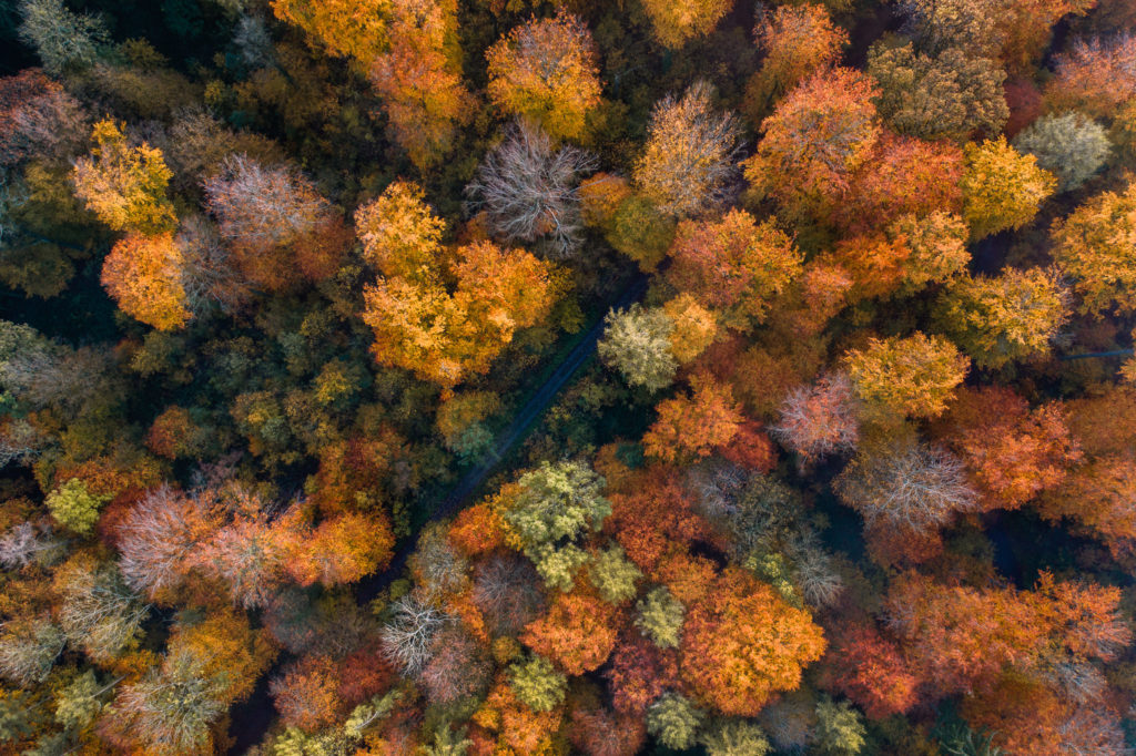 Nußlocher Gemeindewald