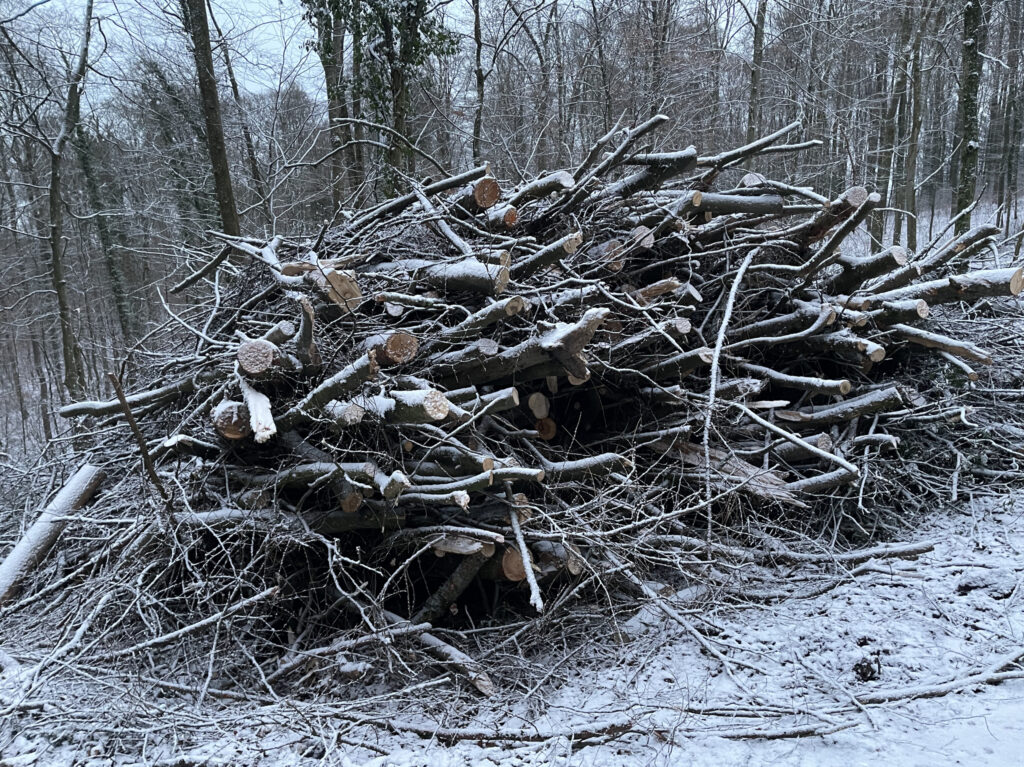 Kronenholz entlang des Ringwegs