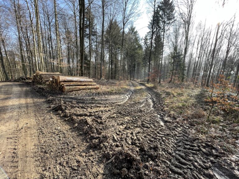 Waldwege in Nußloch