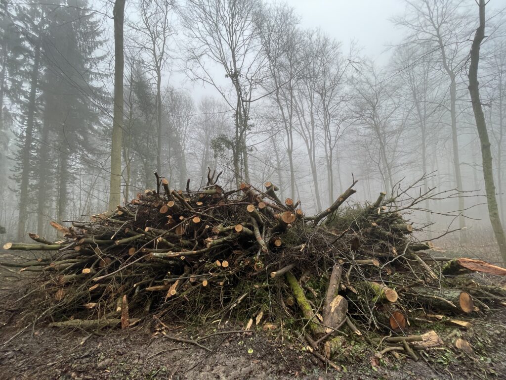 Kronenholz vor dem Abtransport