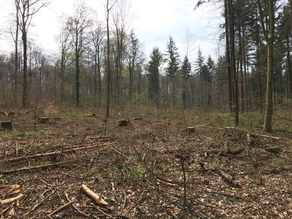 Nach dem Kahlschlag am Wieslocher Weg gibt es so gut wie keine verbliebenen Buchen mehr.
